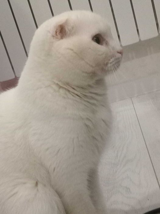 Вязка белый вислоухий кот