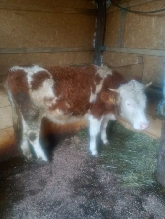 Vînd o vițea, cu acte în regulă, mai multe detalii la telefon.