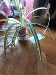 Planta de apartament