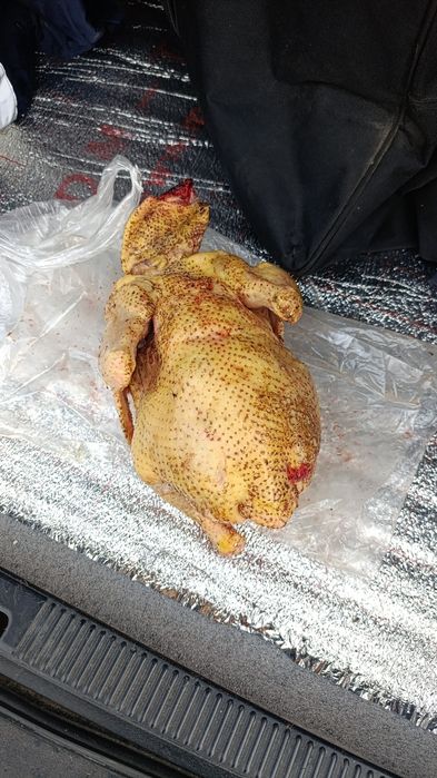 Куры бройлер тушки