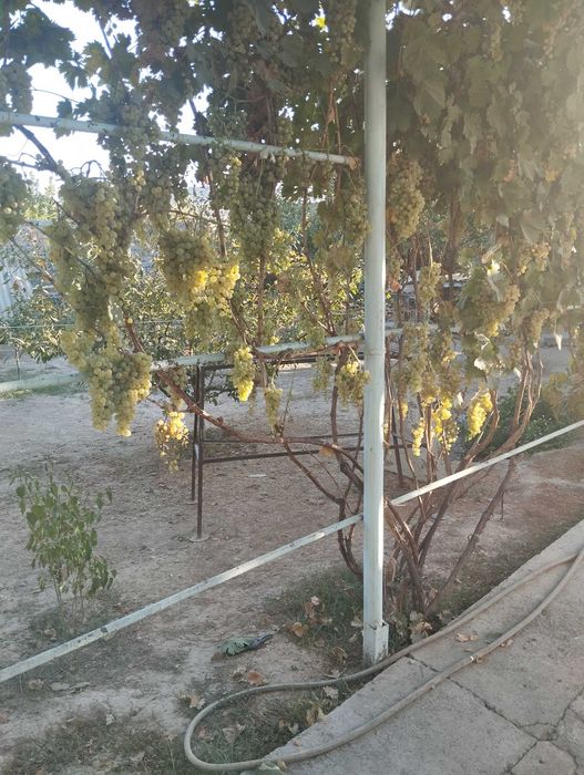 Виноград для вино
