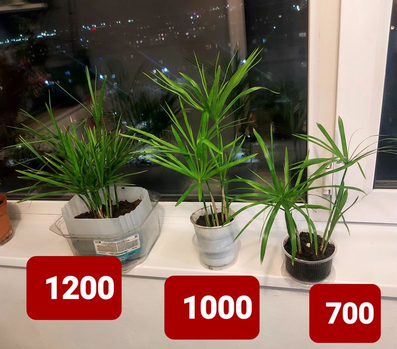 Продам циперус 1000тнг