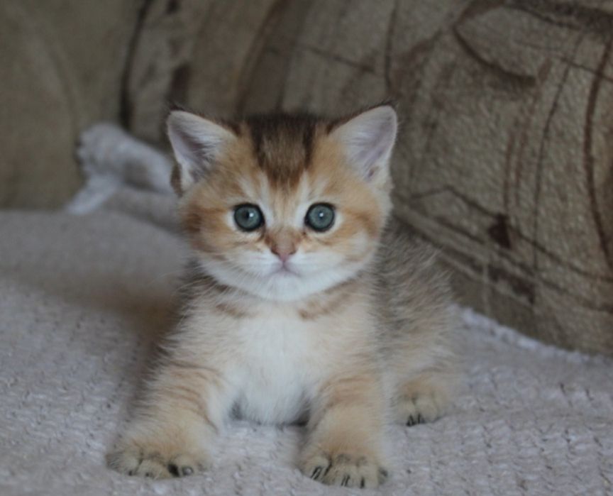 Продаётся Шотландский  котёнок Скоттиш Фолд .