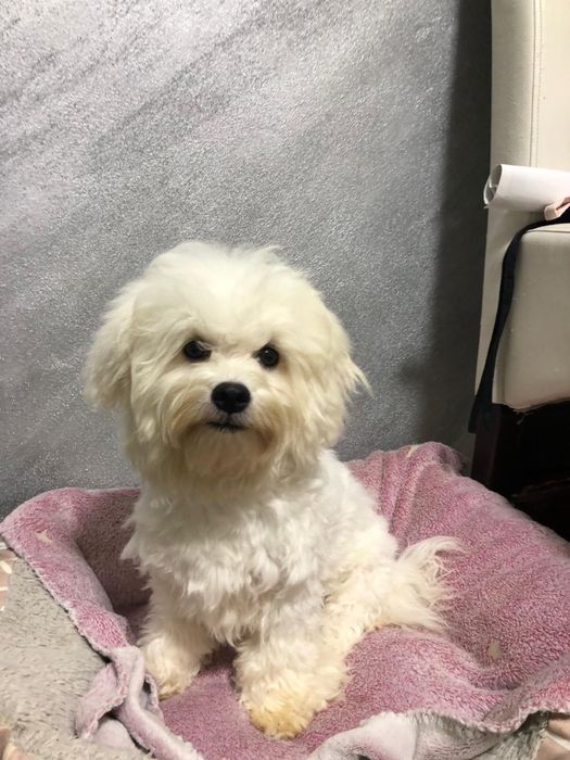 Cățeluș din rasa Bichon Frise, Mascul