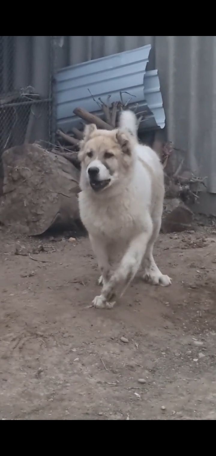 Алабай кавказский