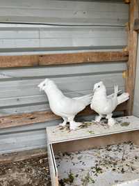 андижанские голуби пара