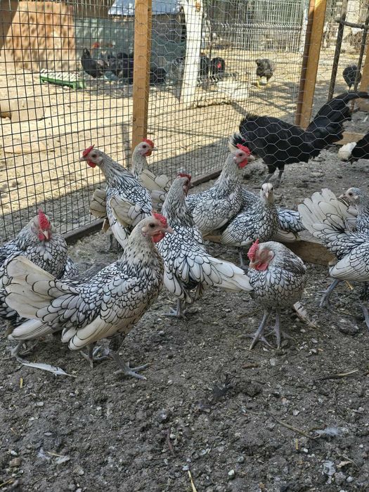 Tineret găini caută altă casă