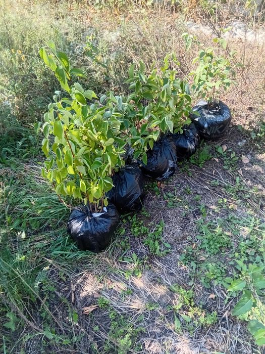 Жасмин (чубушник) саженцы