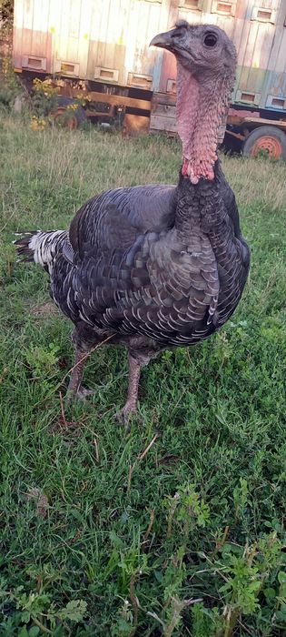 Curci si curcani de carne