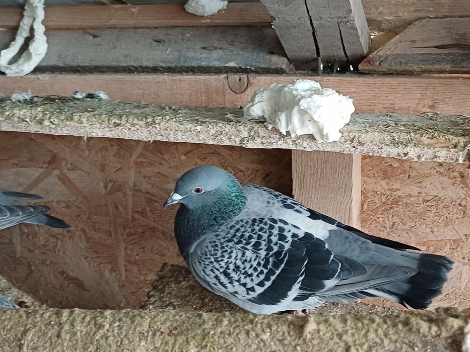 Vand porumbei voiajori