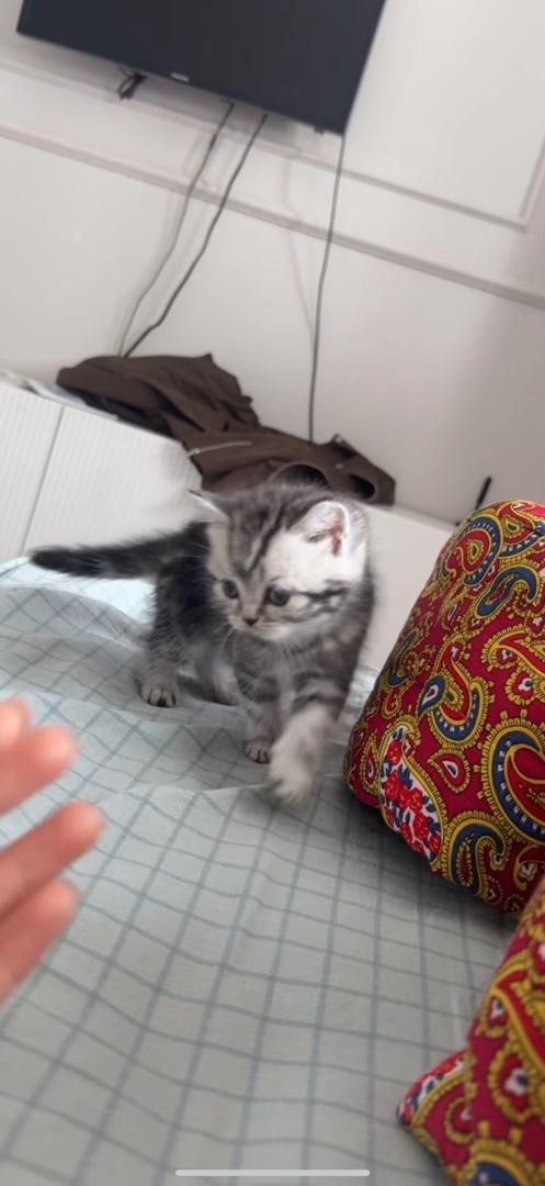 Продаю шотландскую кошку