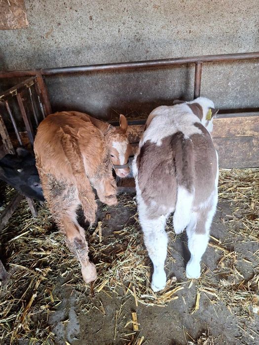 Aduc viței de rasă pe comandă dumneavoastră!!