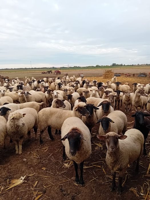 Oi sufolk si metis de vânzare