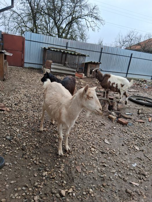 Vând 2 capre și un țap