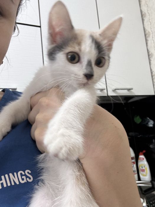 Отдам в хорошие руки!