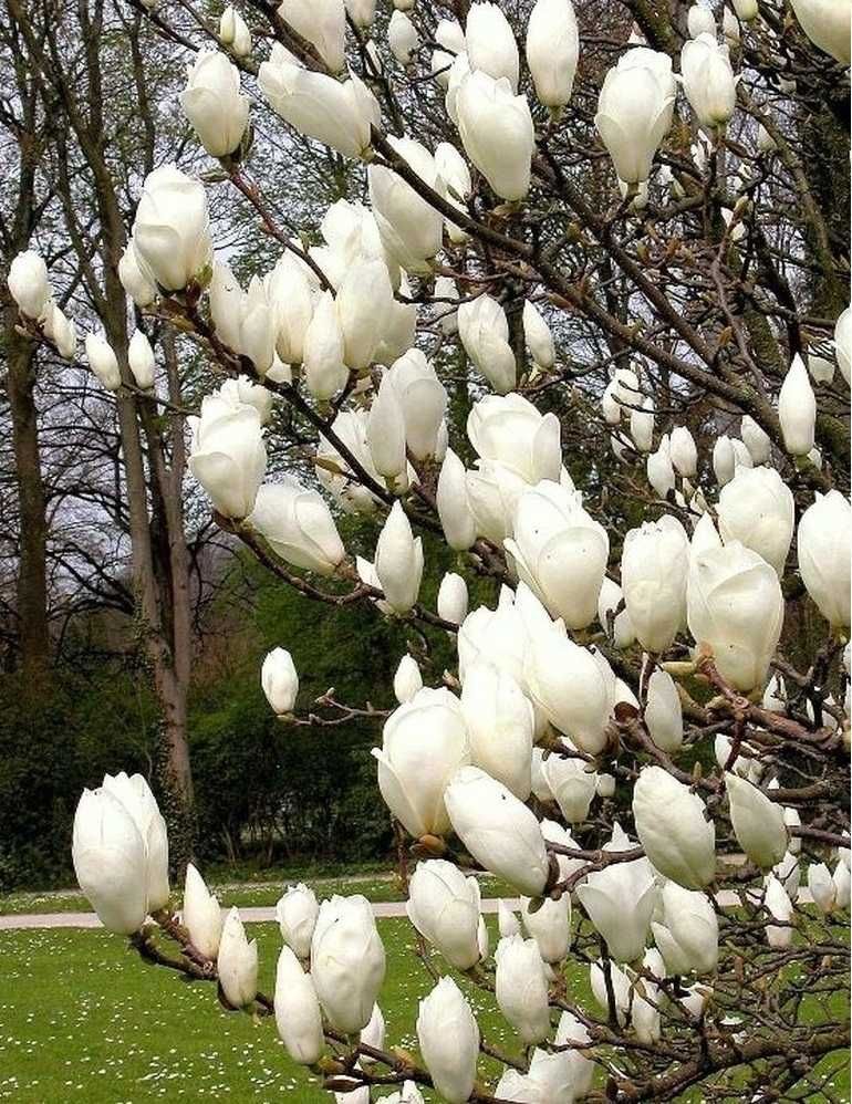 Магнолия листопадная/не листопадная. Magnolia