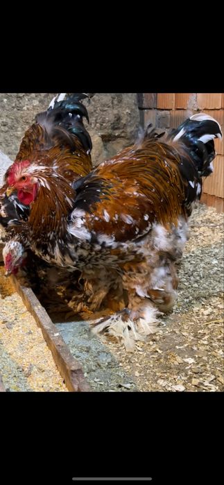 Cocos brahma portelan