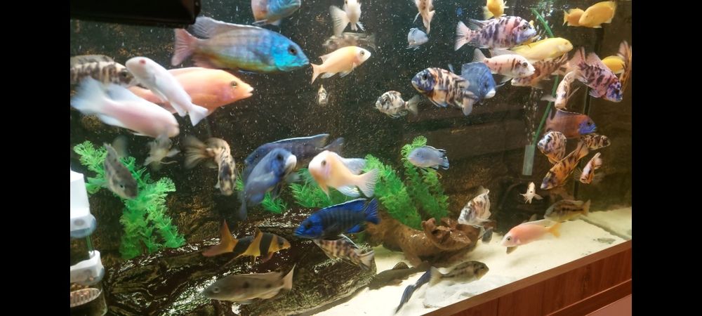 Ciclide Africane - Pesti acvariu