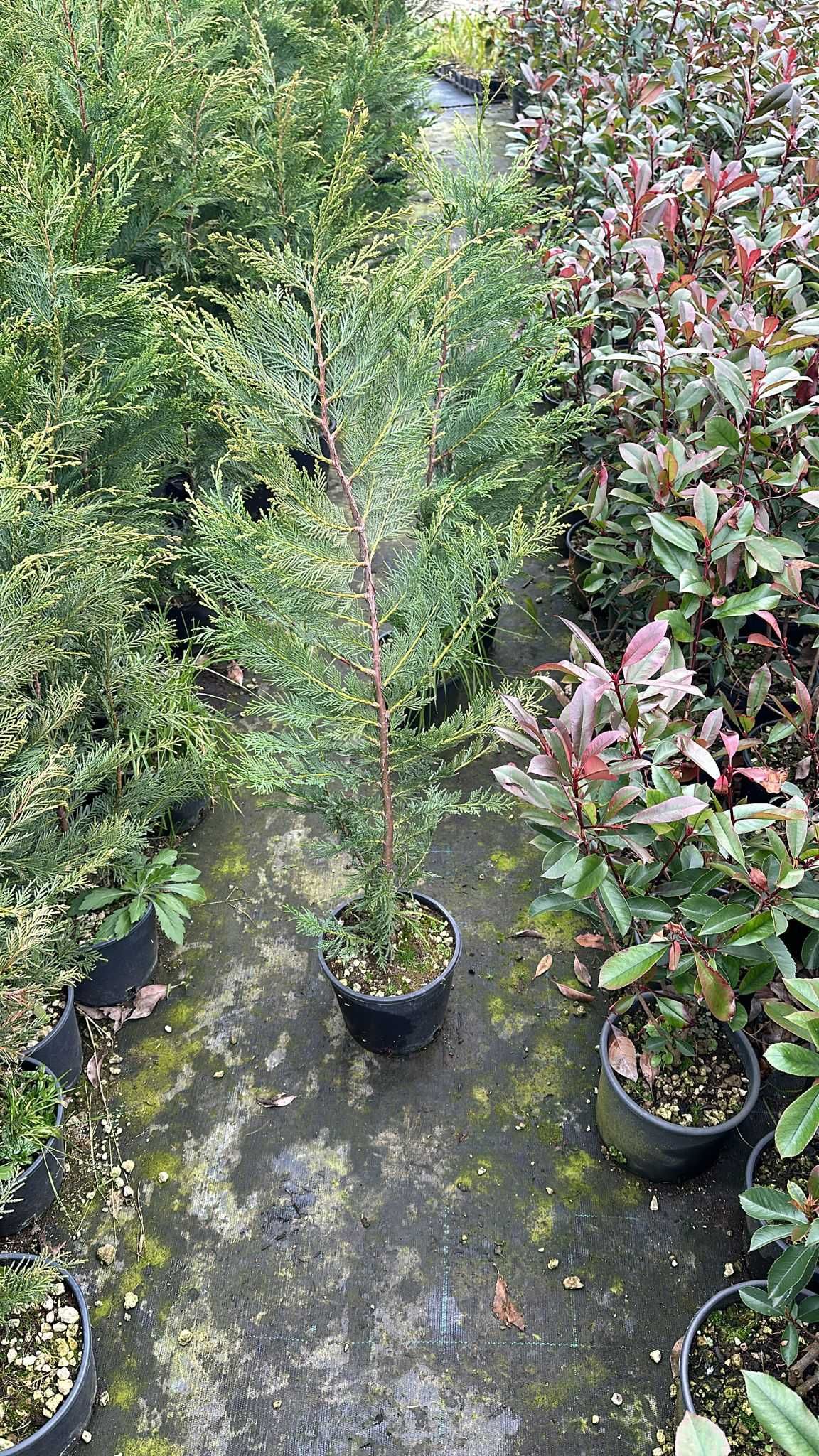 leylandii gard viu