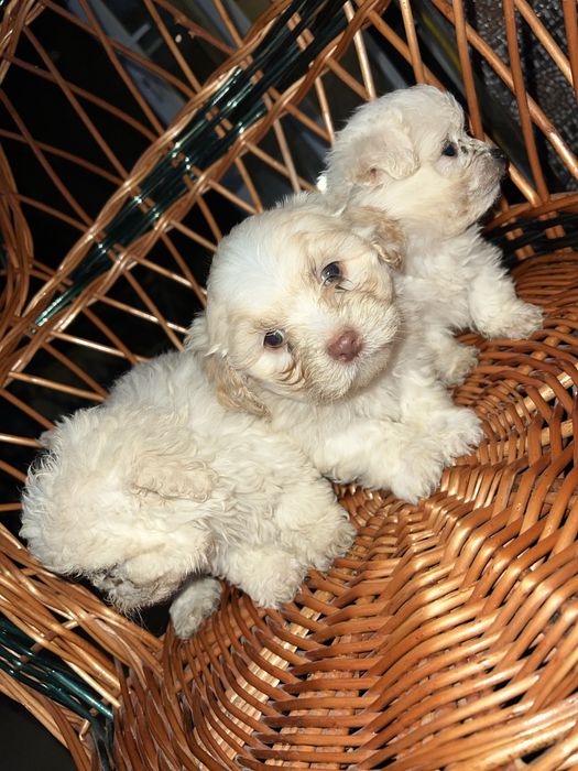 3 fetite bichon maltez