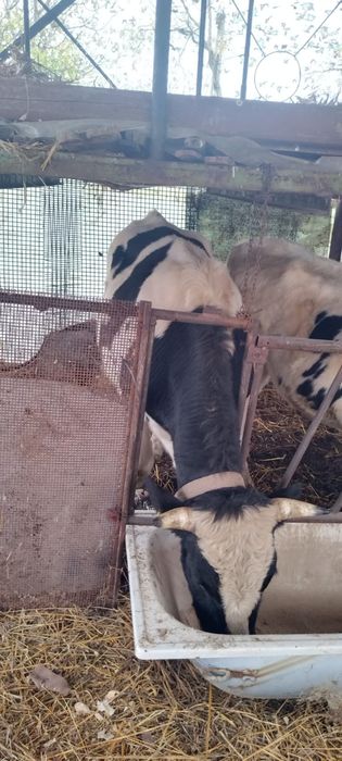 Vând  tauri. Crescuți natural