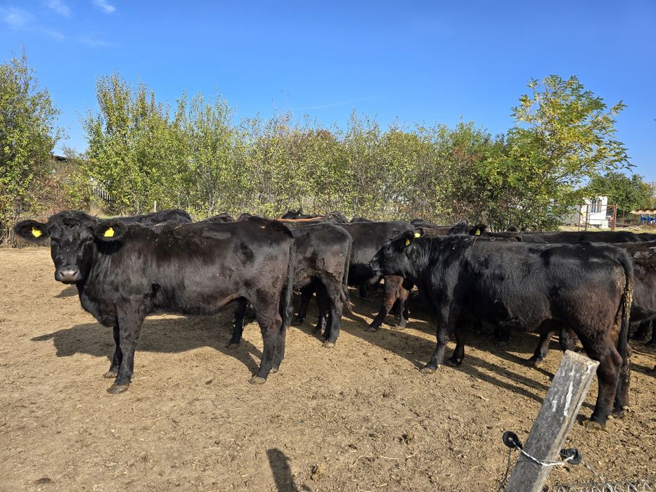 Lot 24 Vitele Gestante Angus