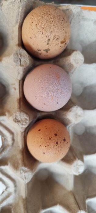 Род Айленд ( род исланд) уругланган тухумлари