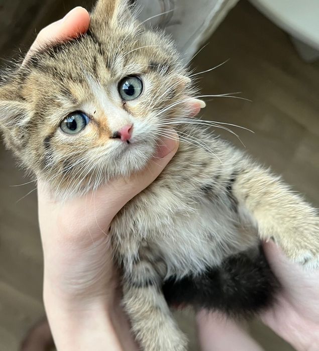 Срочно отдам котенка в добрые руки руки