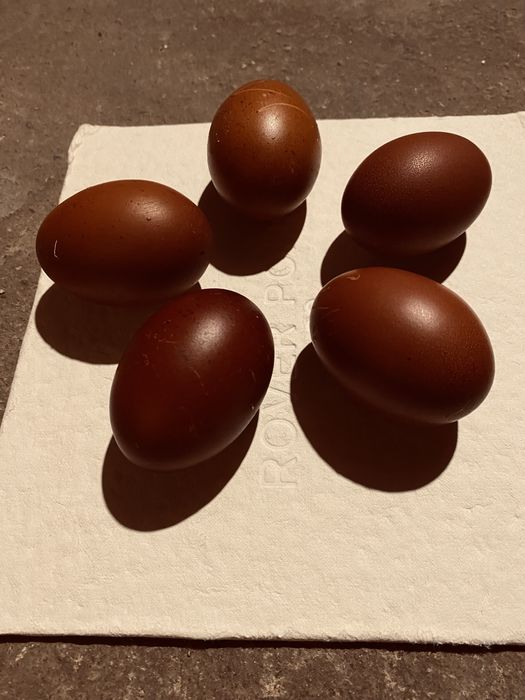 Oua incubat Marans Negru Aramiu