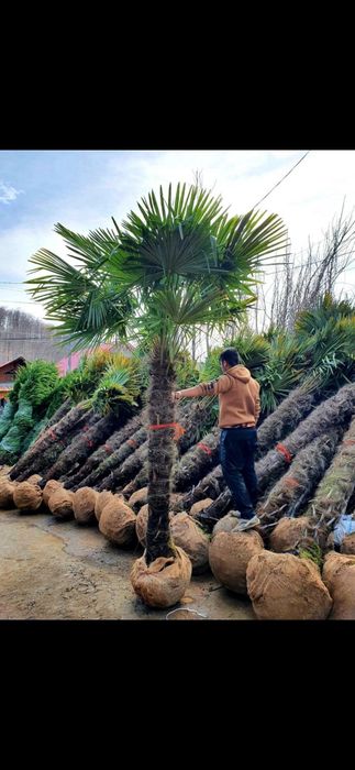 Vând palmieri trachycarpus fortunei rezistenți la îngheț