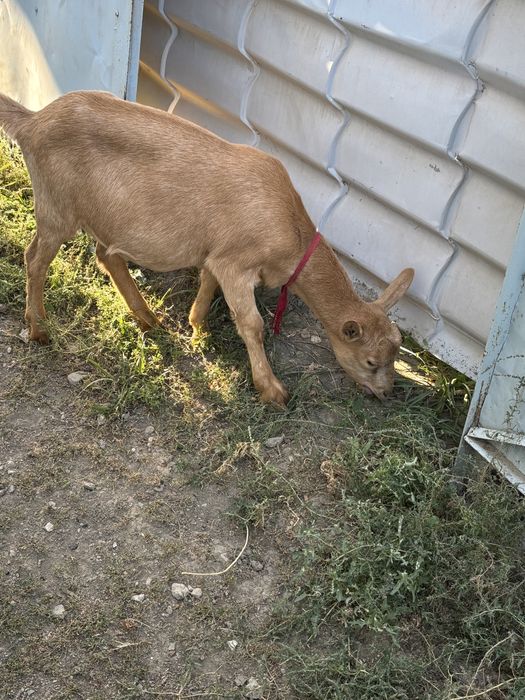 Ұрғашы альпи лақ.