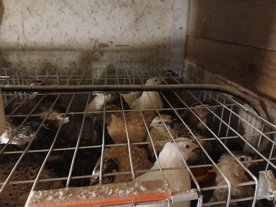 Prepelițe 5 săptămâni