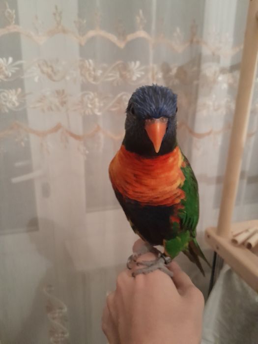 Попугай Лори. Ручной