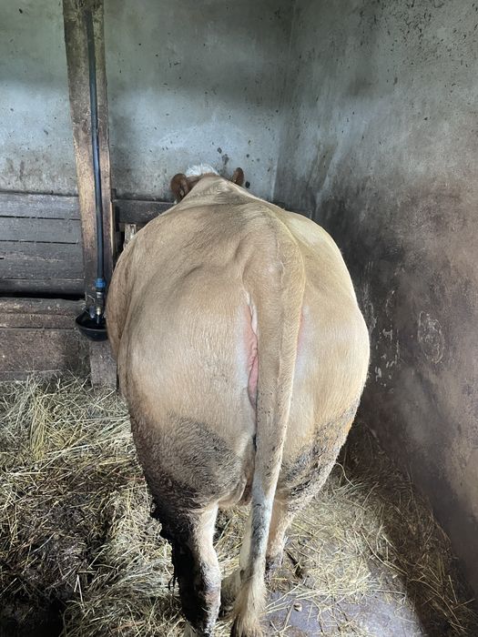 Vand juninca în varsta de 2 ani, gestanta in 8 luni