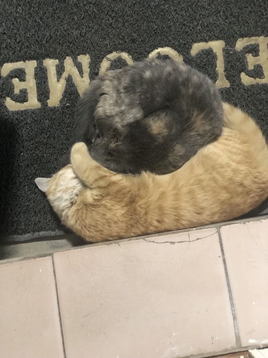 Mushuk bepul yaxshi qollarga