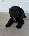 Fetita Cavapoo.