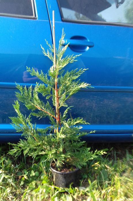 Leylandii 50-60cm cm pentru gard viu si Tuia Smaragd