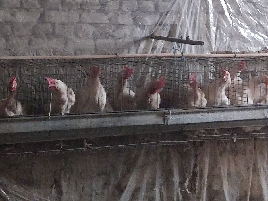 Тухум юналишидаги товуклар