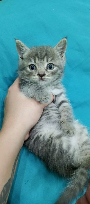 Котята Скоттиш страйт