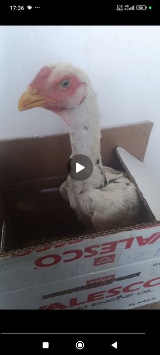 Июньда чикан жужа сотувда