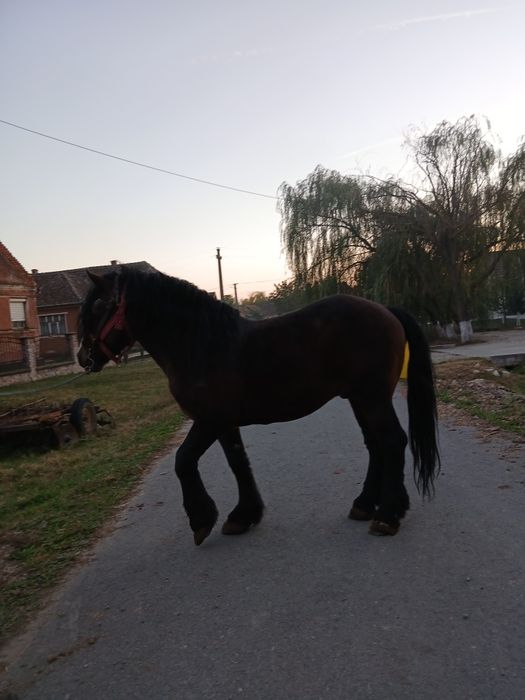 Vând Armasar de 10 ani