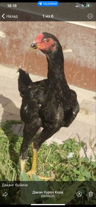 Tozza qon oshamo jujaxurozi sotiladi srochniga