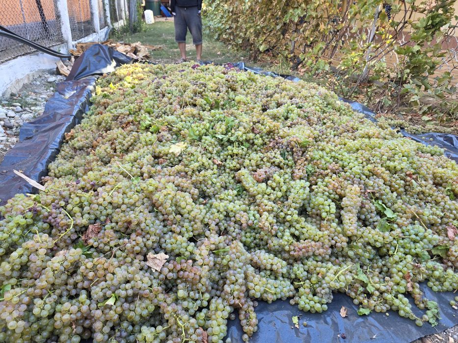 Struguri de vin altoiți productie 2025