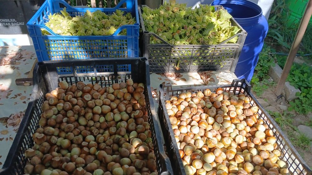 Vând alune din anul 2025