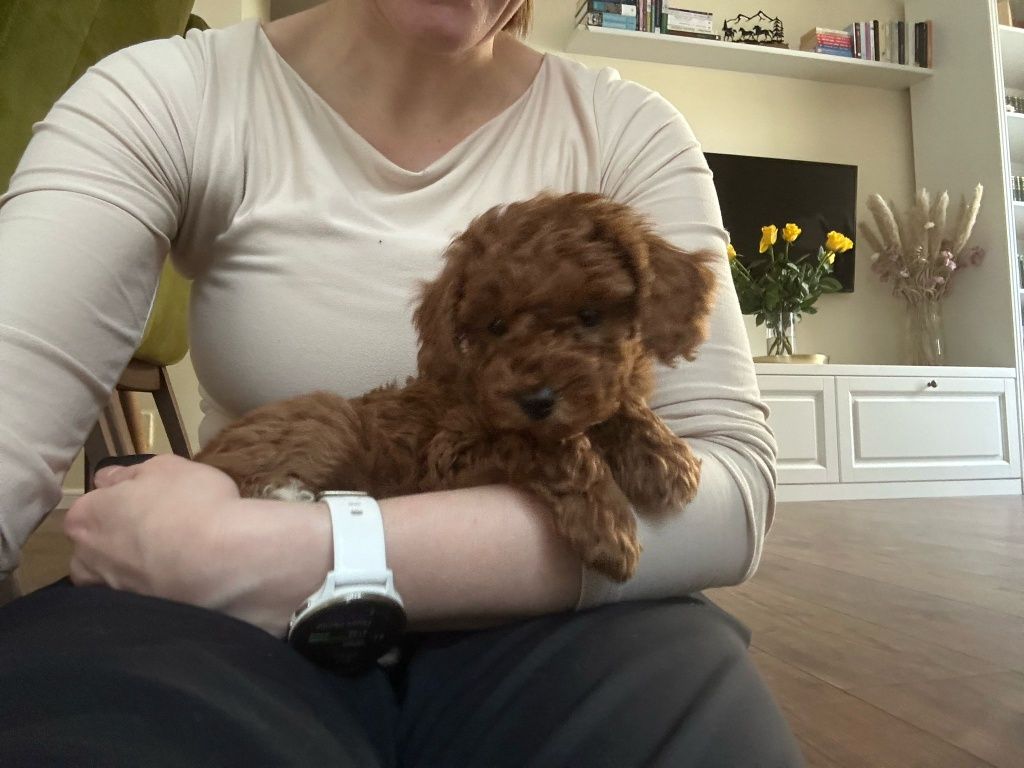 CTelus Pudel/Poodel-Caniche red -roscat-toy