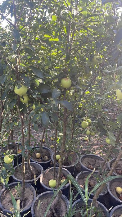 Pomi fructiferi pe rod/kaki/smokin/rodiu