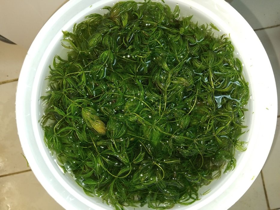 Аквариумни растения