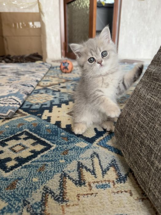 Продаются котята, Смесь персидкой и британской породы