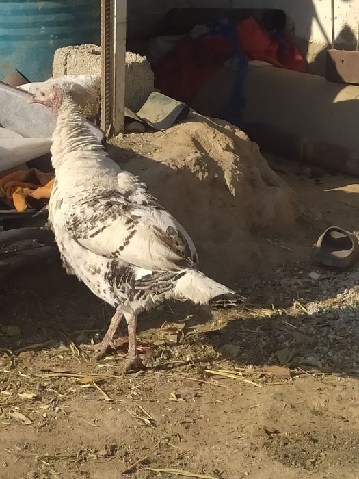 1par kurkalar sotiladi