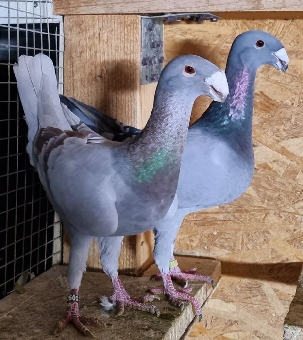 Germani de frumusete!